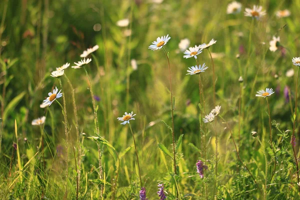 Beautiful chamomile background — Stock Photo, Image