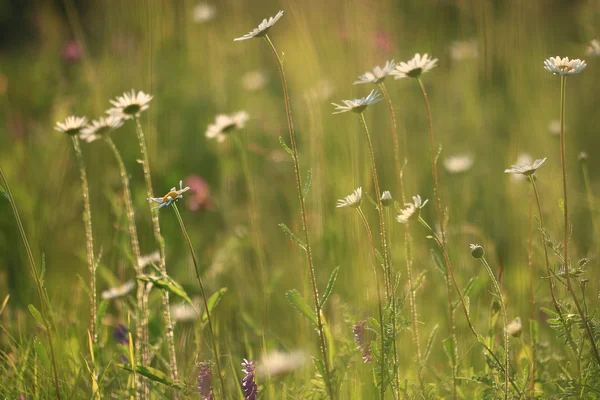 Beautiful chamomile background — Stock Photo, Image