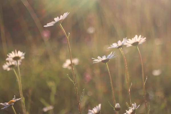 Beautiful chamomile background — Stock Photo, Image
