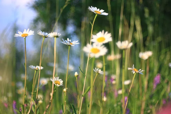 Beautiful chamomile background — Stock Photo, Image