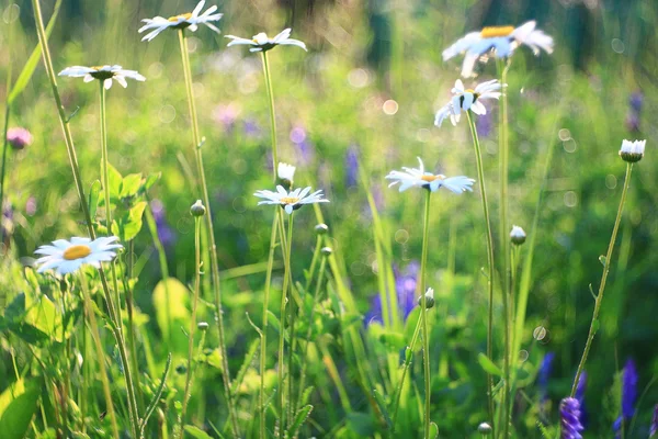 Beautiful chamomile background — Stock Photo, Image