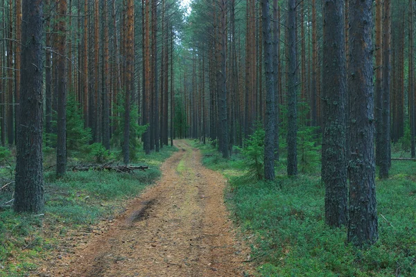 Vägen i höstskogen — Stockfoto