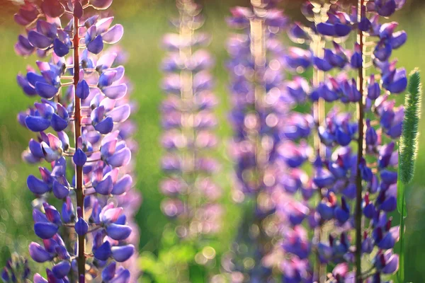 Wilde bloemen in het veld — Stockfoto