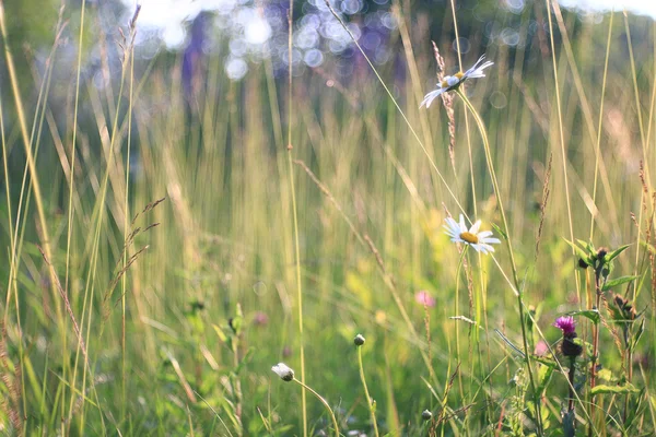 Dzikie kwiaty na polu — Zdjęcie stockowe