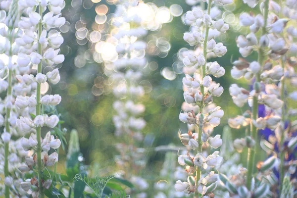 Flores silvestres no campo — Fotografia de Stock