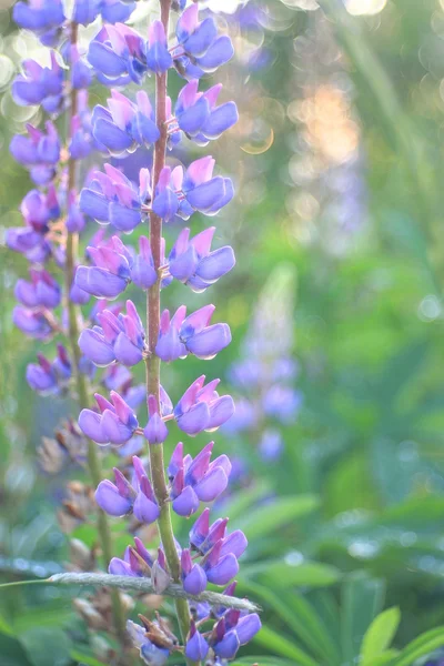 Fleurs sauvages dans le champ — Photo