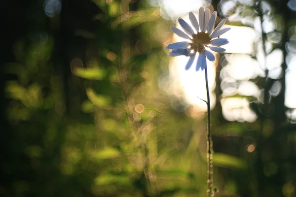 Beau fond de camomille — Photo