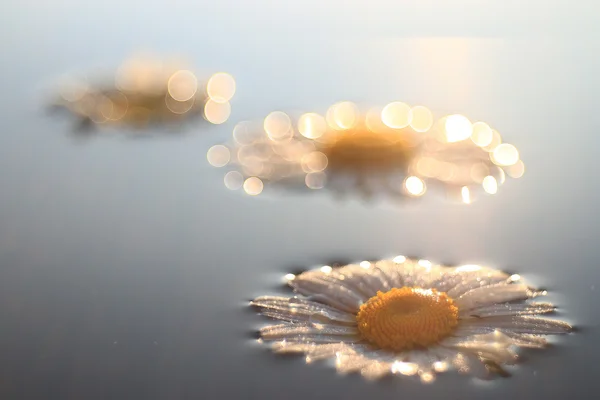 Beautiful chamomile background — Stock Photo, Image