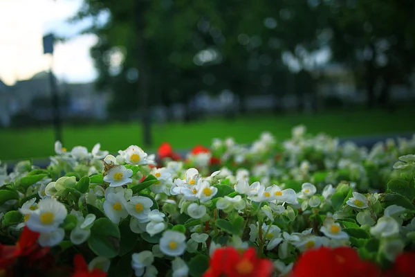 Été dans le parc municipal — Photo