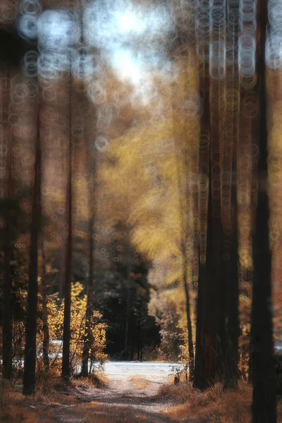 Jesień las tło zamazane pole — Zdjęcie stockowe