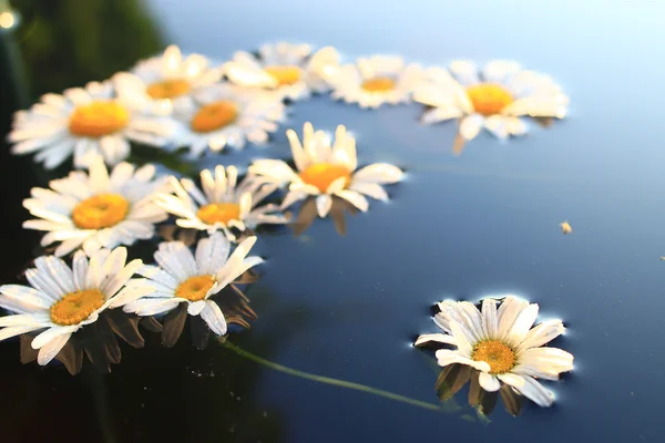 Fondo de manzanilla hermosa — Foto de Stock