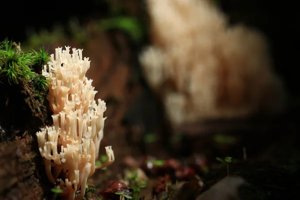 White small mushrooms texture — Stock Photo, Image