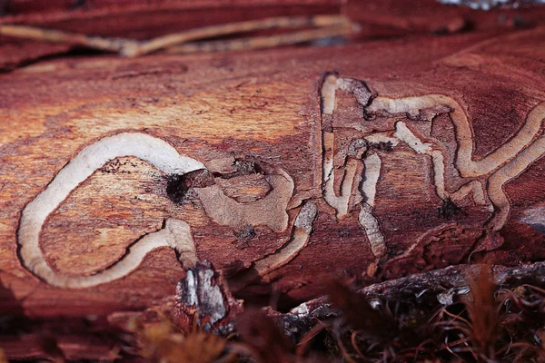 Textuur van oud hout — Stockfoto