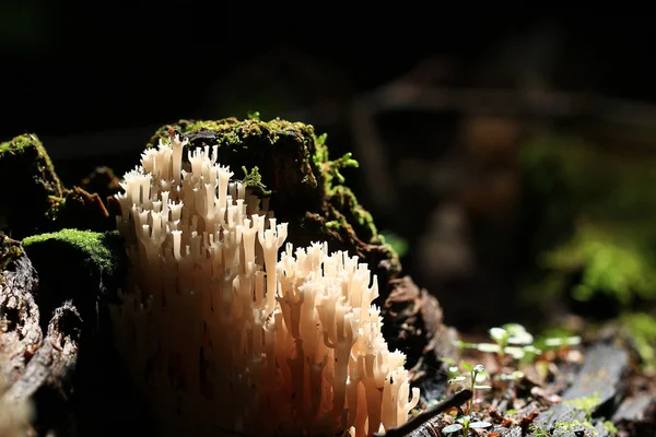 Witte kleine champignons textuur — Stockfoto