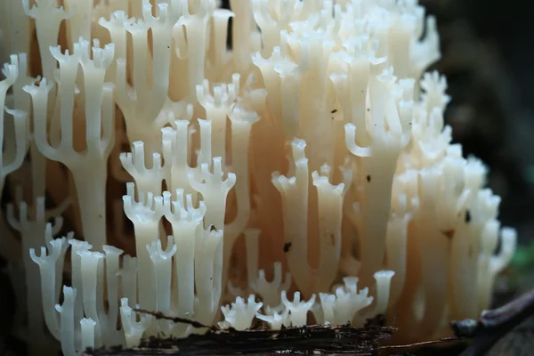 White small mushrooms texture — Stock Photo, Image