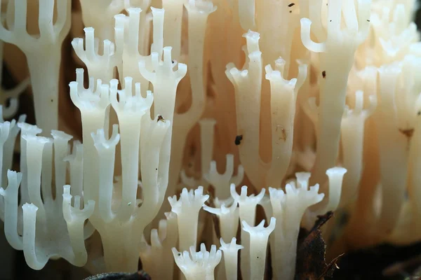 Witte kleine champignons textuur — Stockfoto