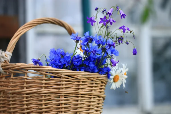 Divoké květiny na poli — Stock fotografie