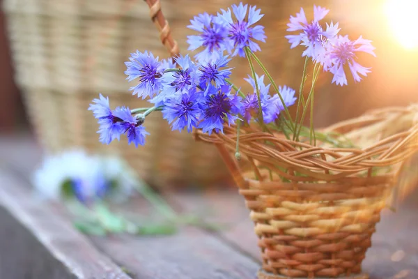 Wild flowers in the field — Stock Photo, Image