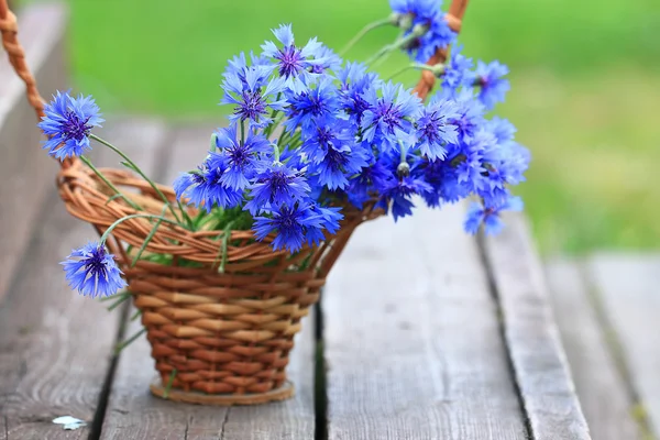 Wilde bloemen in het veld — Stockfoto