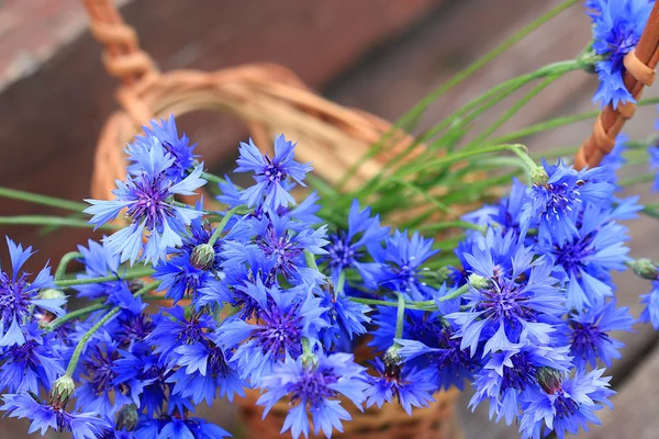 Flores silvestres no campo — Fotografia de Stock