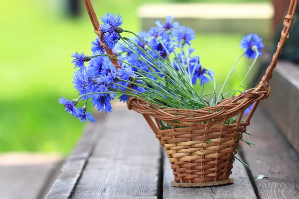 Fiori selvatici nel campo — Foto Stock