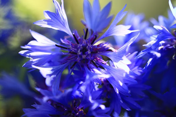 Divoké květiny na poli — Stock fotografie