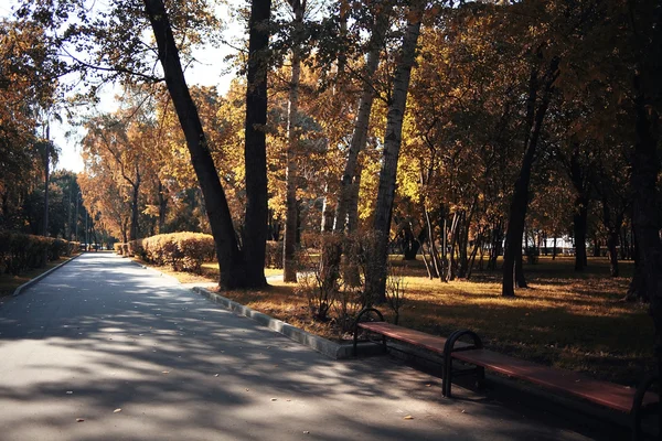 木が秋の公園の風景 — ストック写真