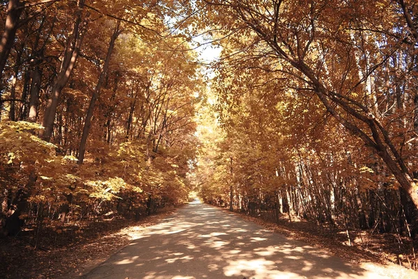 Autumn park landscape with trees — Stock Photo, Image