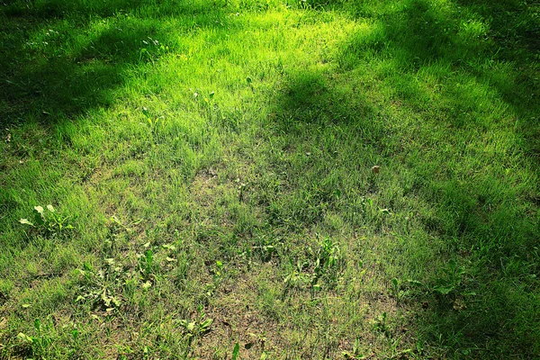 Textura verde de hierba —  Fotos de Stock