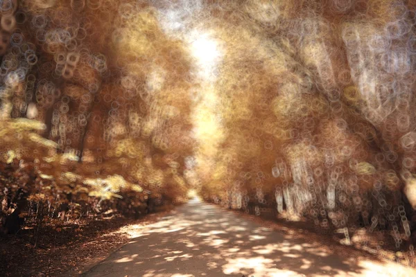 Sarı yapraklı sonbahar ormanı — Stok fotoğraf