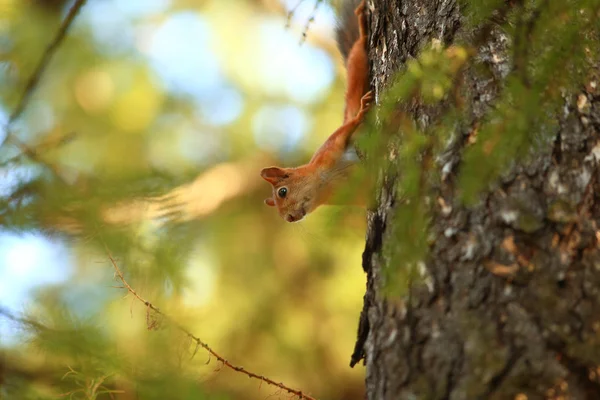 Squirrel in the autumn forest — Stock Photo, Image