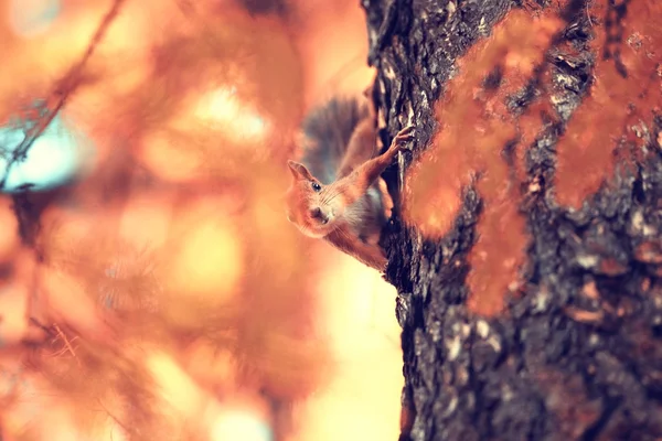 Esquilo na floresta de outono — Fotografia de Stock