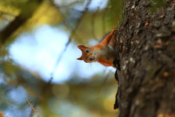 Squirrel in the autumn forest — Stock Photo, Image