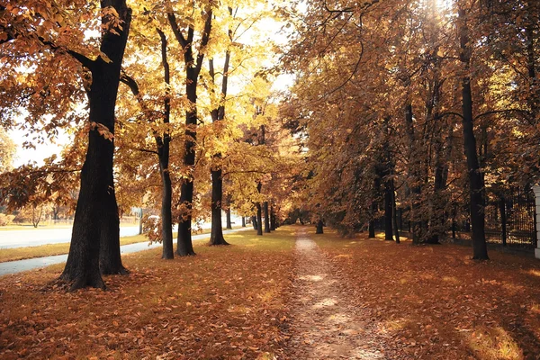Ścieżka w jesiennym lesie — Zdjęcie stockowe
