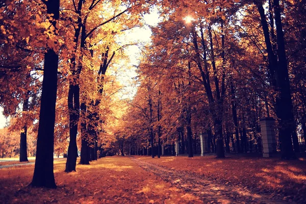 Laubfall im Herbstpark — Stockfoto