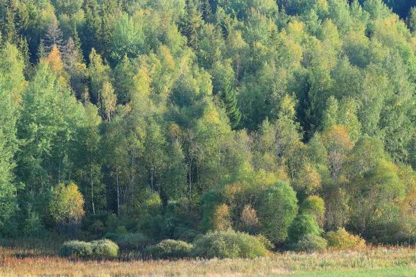 Léto v městském parku — Stock fotografie