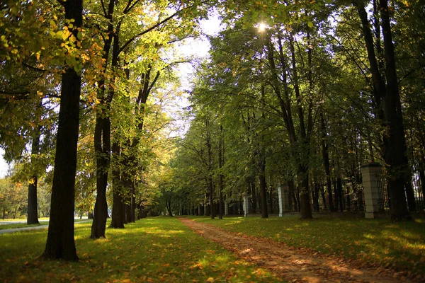 Sommar i stadsparken — Stockfoto