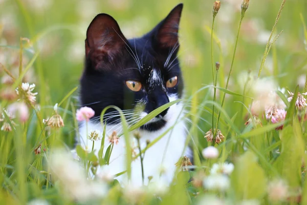 Mignon chat dans prairie sauvage — Photo