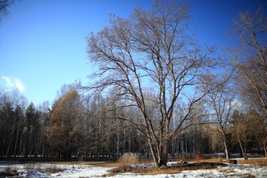 Sonbahar yalnız ağaç