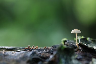 ormanda Zehirli mantar