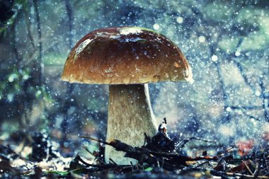 Ormanda Boletus Edulis