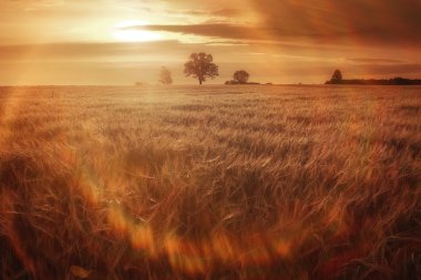 manzara harika gün batımı