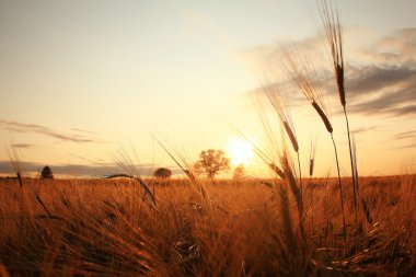 sunset in  wheat field clipart