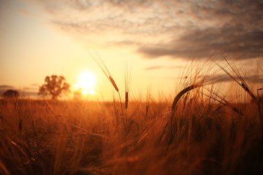 Gün batımında buğday tarlası