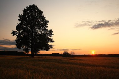 Yalnız bir ağaç, yaz yatay