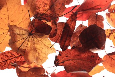 sarı yaprakların arka plan dokusu