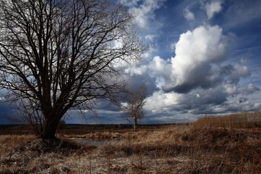 çıplak ağaçlar alanıyla