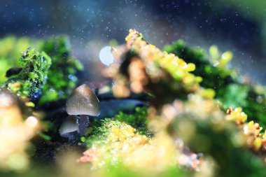 küf mantarlar makro