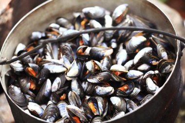 toplamak ve midye hazırlayın