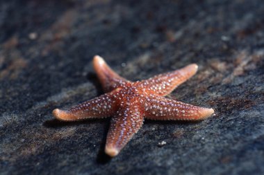 Deniz yıldızı deniz plaj